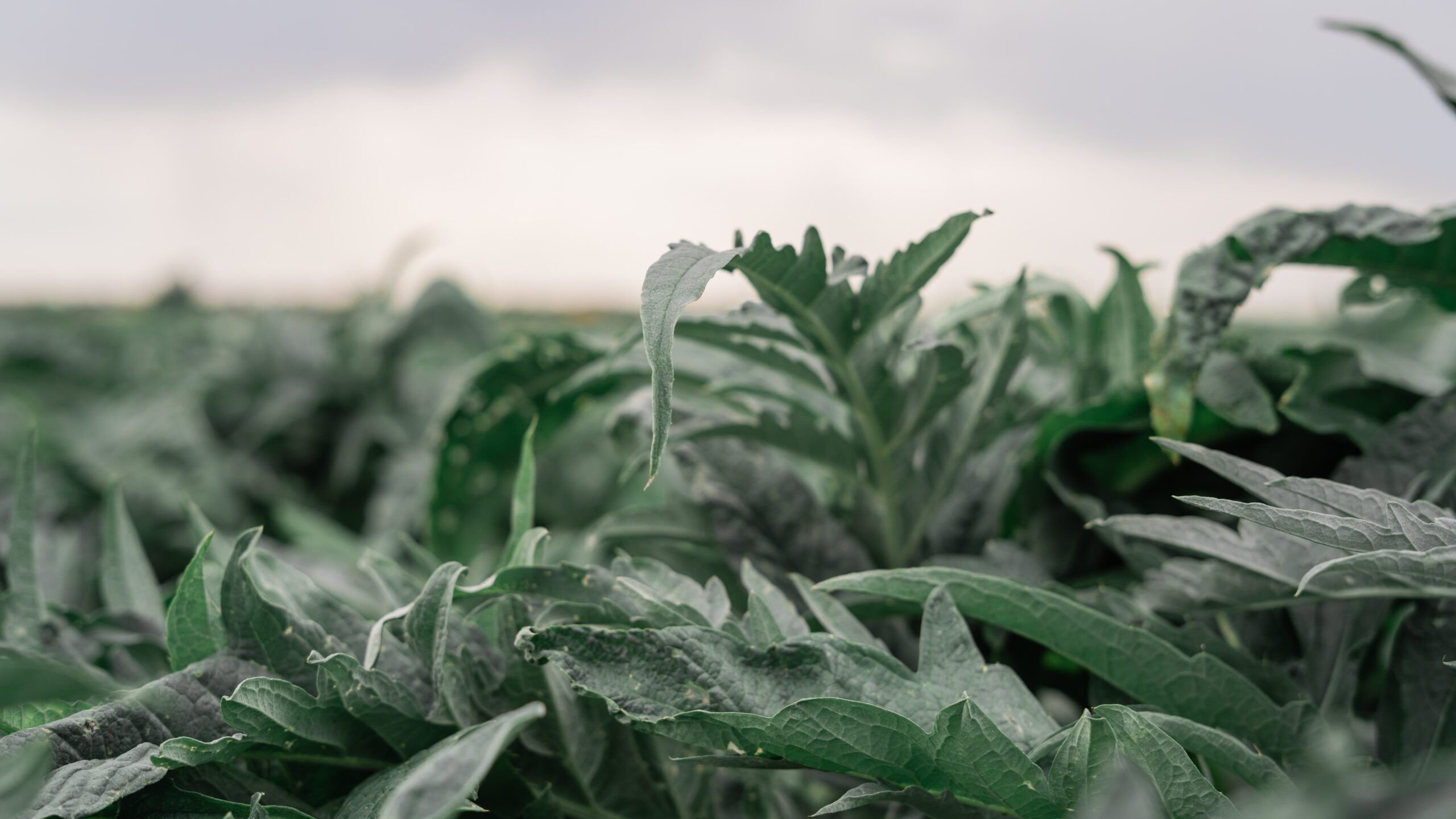 Suszony karczoch zwyczajny (Cynara scolymus) — surowiec zielarski do ekstraktów i farmacji