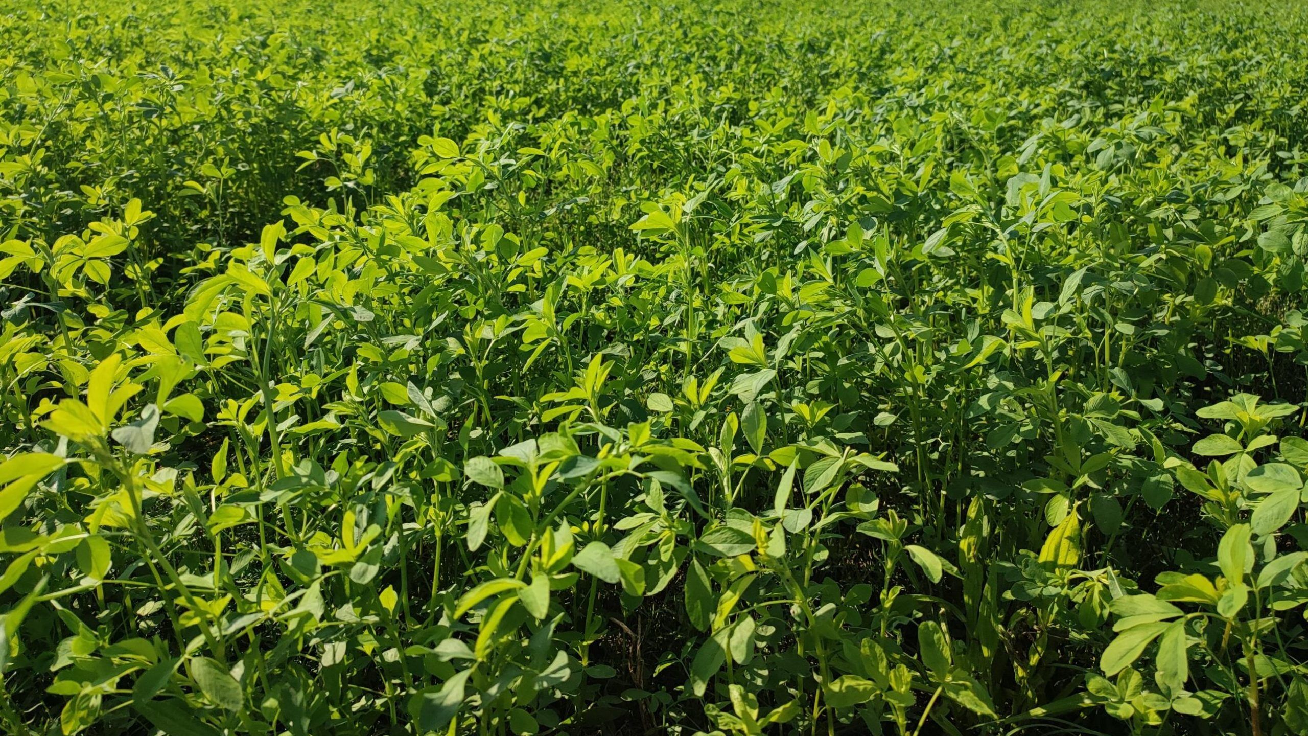 Suszona lucerna siewna (Medicago sativa) — surowiec zielarski B2B dla branży paszowej