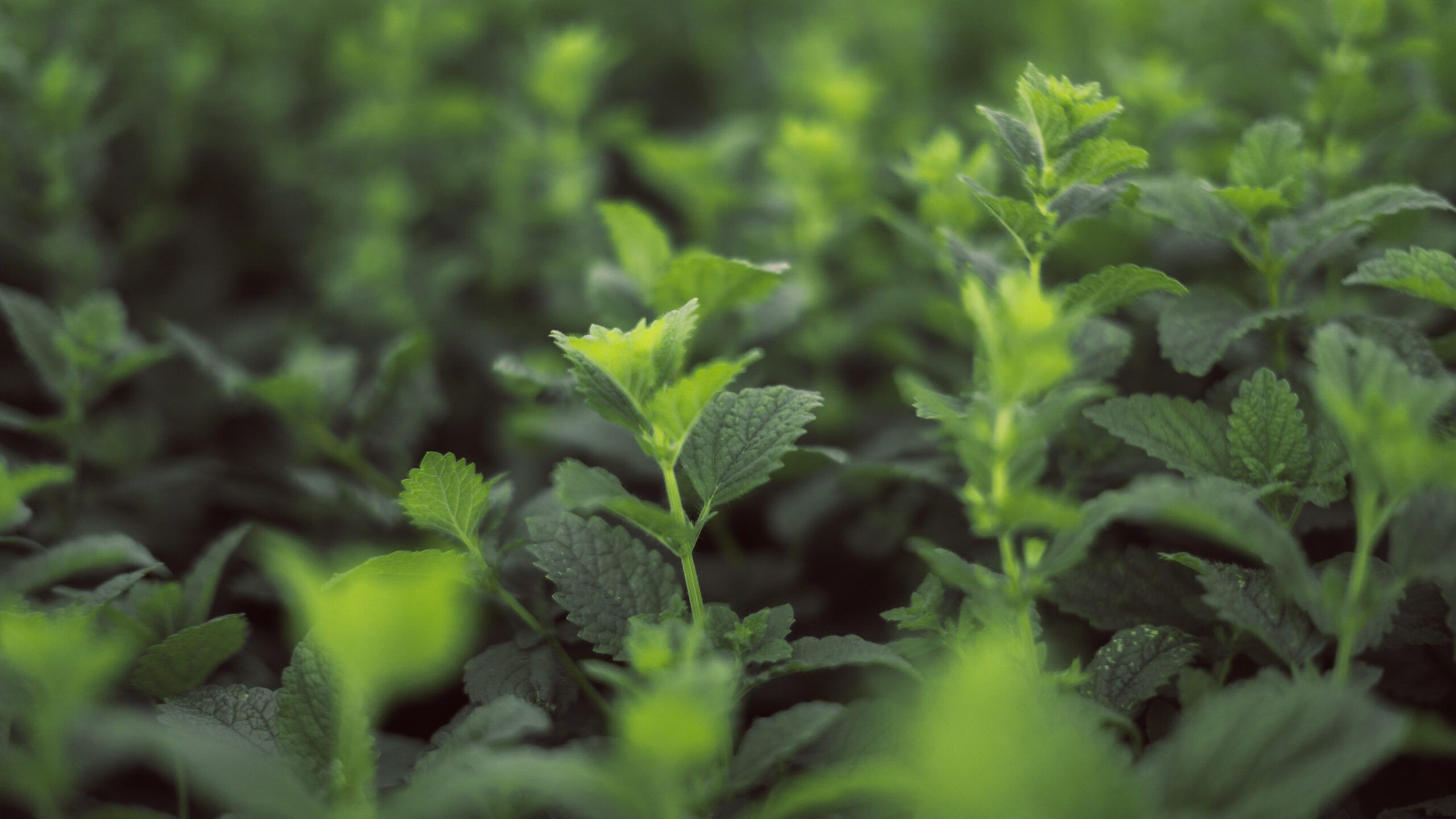 Suszona melisa lekarska (Melissa officinalis) — aromatyczny surowiec zielarski B2B