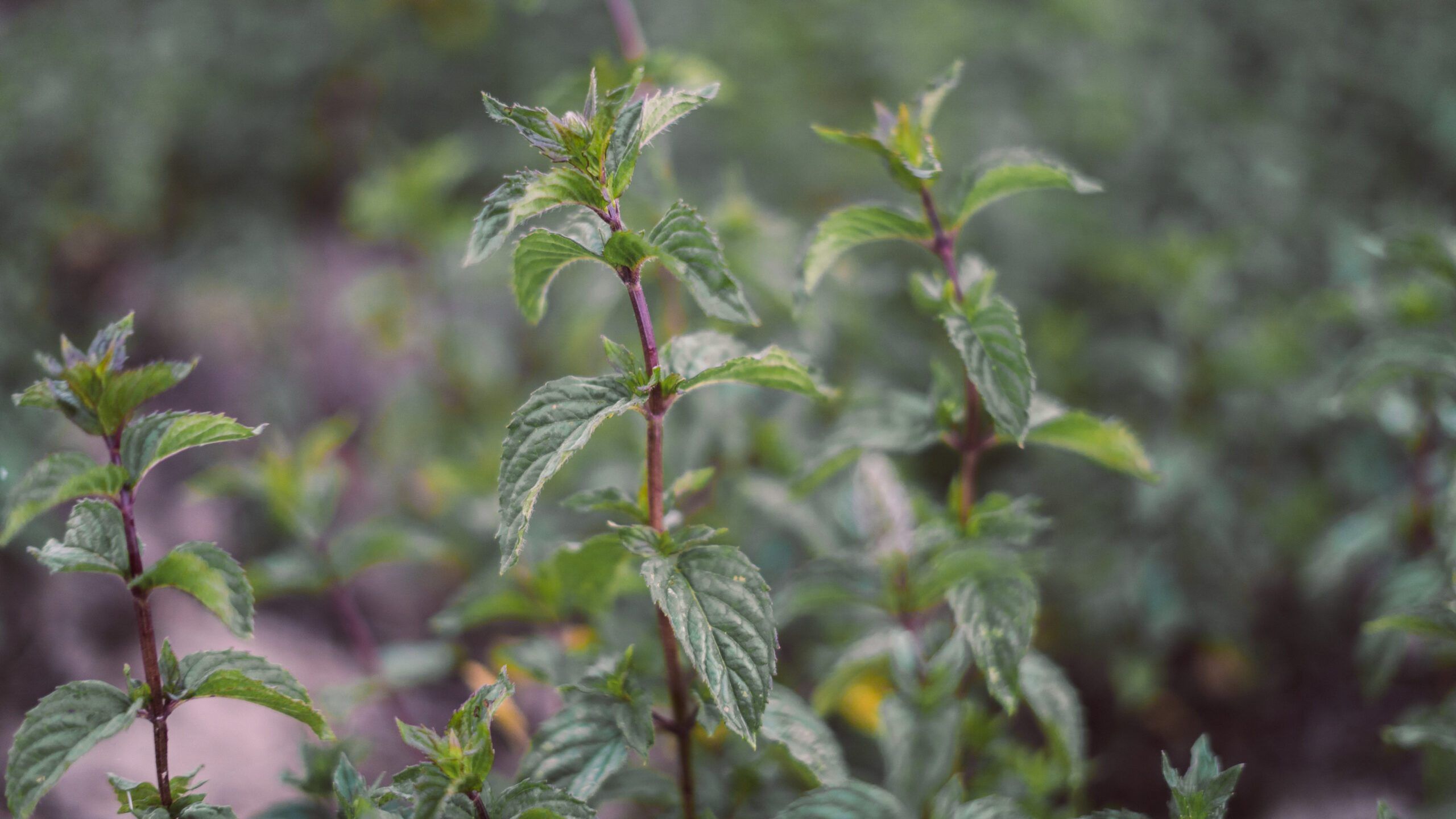 Suszona mięta pieprzowa (Mentha x piperita) — liść cały i krojony, surowiec zielarski B2B